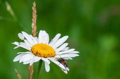 Stenurella bifasciata