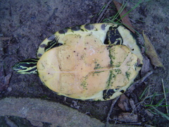 Pseudemys peninsularis