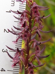 Genoplesium simulans