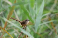 Prinia flaviventris