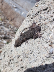 Tarentola mauritanica