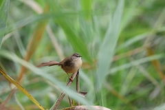 Prinia flaviventris