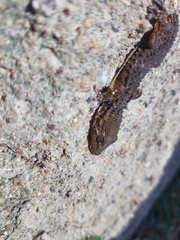 Tarentola mauritanica