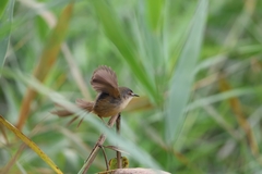 Prinia flaviventris
