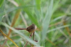 Prinia flaviventris