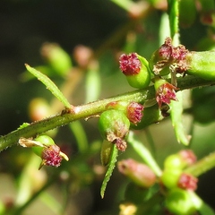 Haloragis exalata exalata