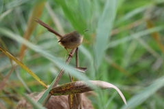 Prinia flaviventris