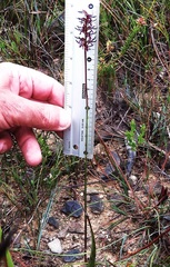 Genoplesium simulans