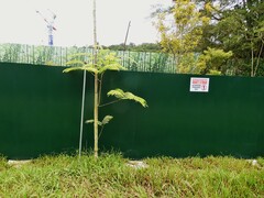 Peltophorum pterocarpum