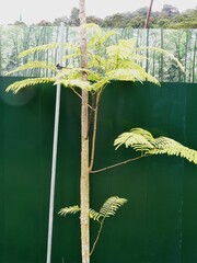 Peltophorum pterocarpum