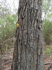 Eucalyptus tricarpa