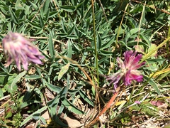 Trifolium attenuatum