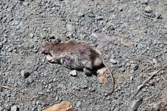 Muroidea