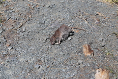 Muroidea