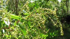 Haloragis exalata exalata