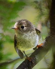 Petroica macrocephala toitoi