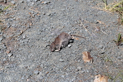 Muroidea