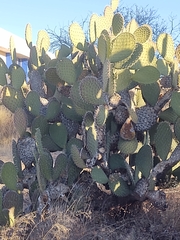 Opuntia streptacantha