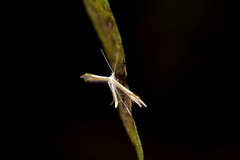 Pterophorus furcatalis
