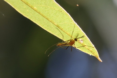 Coquillettidia xanthogaster