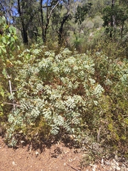 Grevillea bipinnatifida