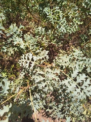 Grevillea bipinnatifida
