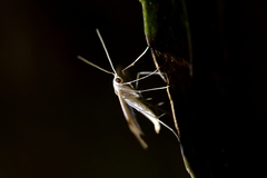 Pterophorus furcatalis