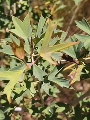 Grevillea bipinnatifida