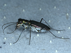 Myriochila semicincta