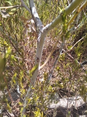 Grevillea bipinnatifida
