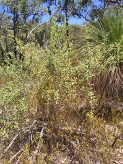 Grevillea bipinnatifida
