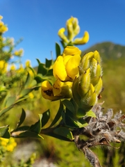 Liparia hirsuta