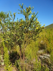 Liparia hirsuta