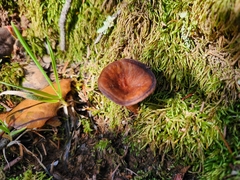 Lactarius rufulus