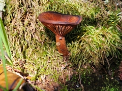 Lactarius rufulus