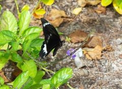 Papilio aegeus ormenus