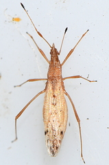 Berytinus