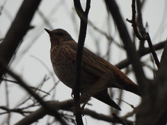 Turdus naumanni