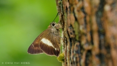 Hasora borneensis