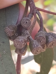 Eucalyptus macrandra