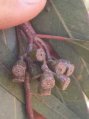 Eucalyptus macrandra