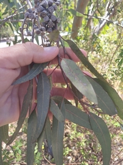 Eucalyptus macrandra