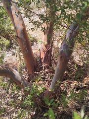 Eucalyptus macrandra