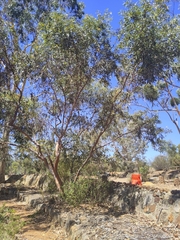 Eucalyptus macrandra