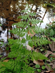 Microlepia nepalensis