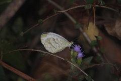 Leptosia nina