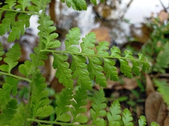 Microlepia nepalensis