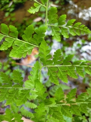 Microlepia nepalensis