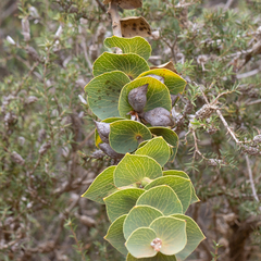 Hakea cucullata