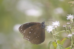 Euploea core